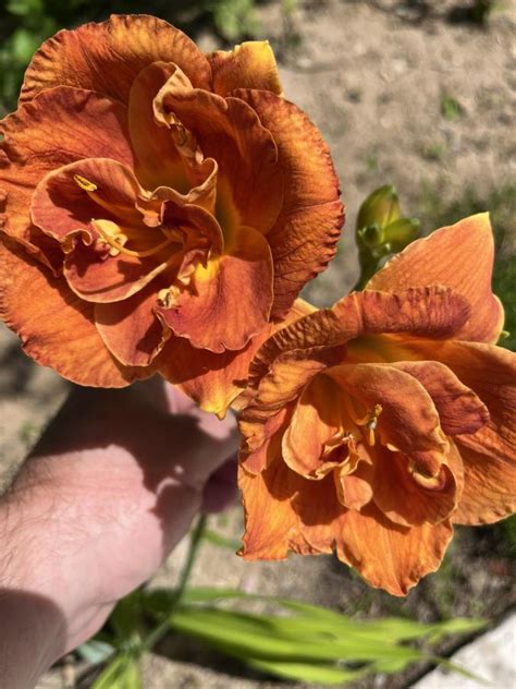 Засухоустойчивые многолетние цветы - Лилейник гибридный Даблишес l ...