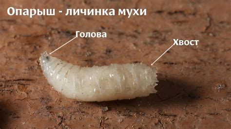 Опарыши что это такое фото: виды, как правильно насадить опарыша ...