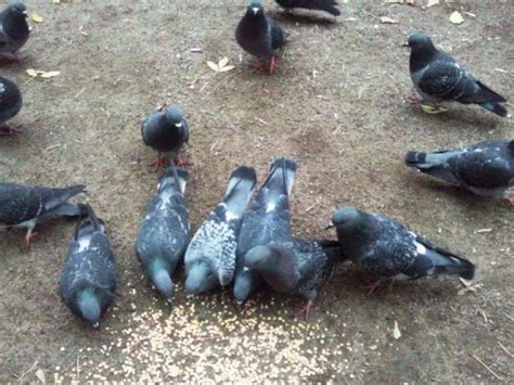 Est Il Possible De Nourrir Les Pigeons Avec Du Riz Les Avantages Et