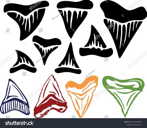 79 Fossil shark teeth Stock Vectors, Images & Vector Art | Shutterstock