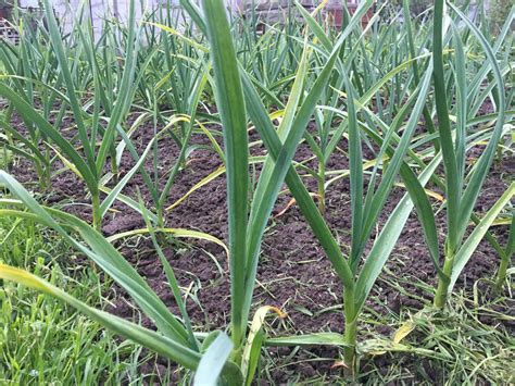 Интересные факты о видах чеснока | Огородники