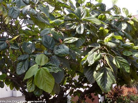 Succulent Atlas - Peter Lapshin