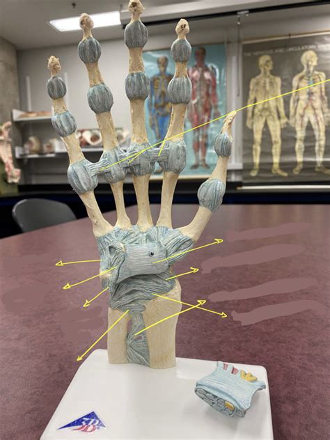 Hand Anterior Diagram Quizlet
