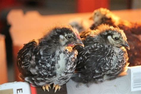 Chicks 1 -2 Months | Blue Star Chicken Farms LLC