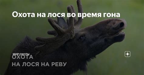 Охота на лося во время гона | Mиp oxoты | Дзен