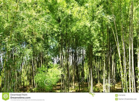 Bamboo one stock image. Image of serene, green, freshness - 57670235