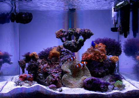 Xellos S Gallon Bow Front Lps Soft Coral Nano Reef November