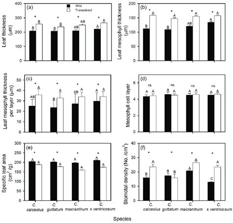leaf thickness  mesophyll thickness  mesophyll thickness