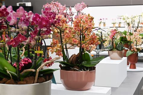 Orchidee Verwerken In Een Arrangement Opti Flor