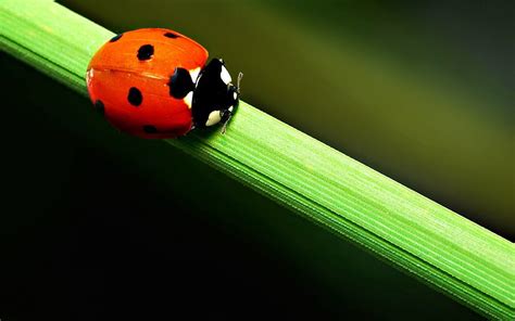 Grass Macro Stains Spots Ladybug Crawl Ladybird Hd Wallpaper Pxfuel