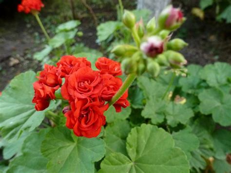 red flowers are blooming in the garden next to some green leaves and ...