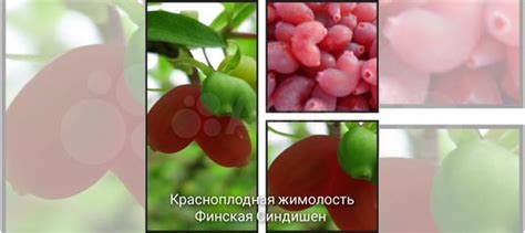 Красноплодная съедобная жимолость купить в Шахтах | Товары для дома и ...