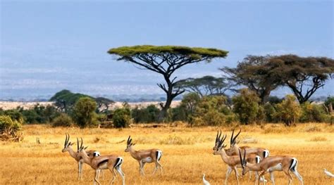 Sabana Tipos Clima Flora Fauna Y Características Ovacen