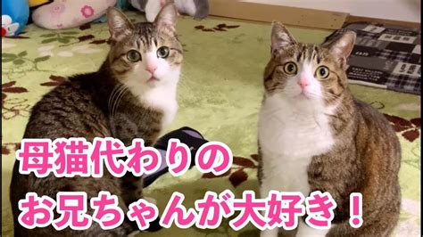 子猫のときからずっとそばにいてくれた兄猫のそばが大のお気に入りな弟猫。vol562 Youtube