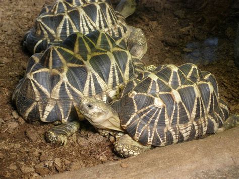 Burmese Star Tortoise Facts And Pictures