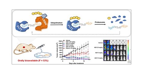 Discovery Of A Novel Orally Bioavailable FLT3 PROTAC Degrader For