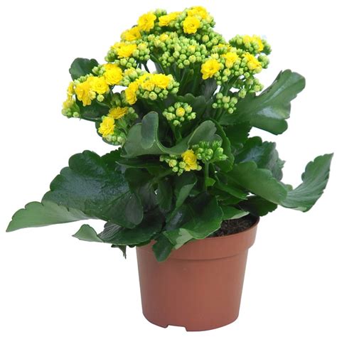 Каланхое Жовте Ø 12 см - доставка по всій Україні на Floriya.market