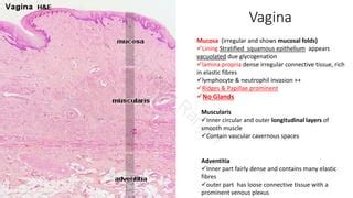 Histology Of Cervix And Vagina Pdf