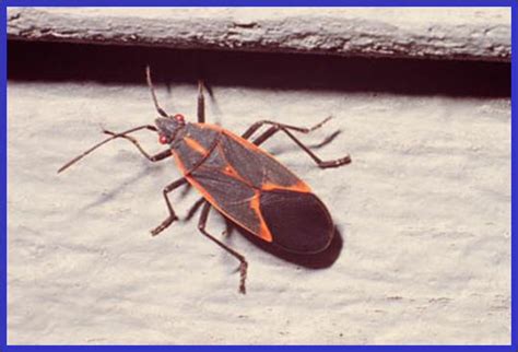 Boxelder Bug Plant And Pest Diagnostics