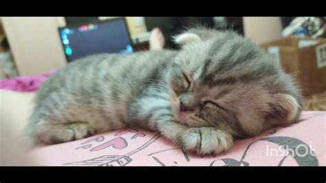 мой котик - YouTube