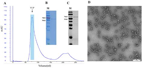 Viruses Free Full Text Self Assembly Of Porcine Parvovirus Virus