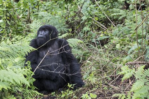 How Long Is Gorilla Trekking In Rwanda Rwanda Gorilla Tours