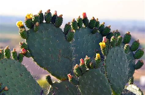 Algunos datos sobre los cactus - Consejos para mi huerto