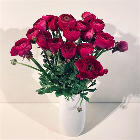 Bouquet De Renoncules Pourpres Plus De Fleurs