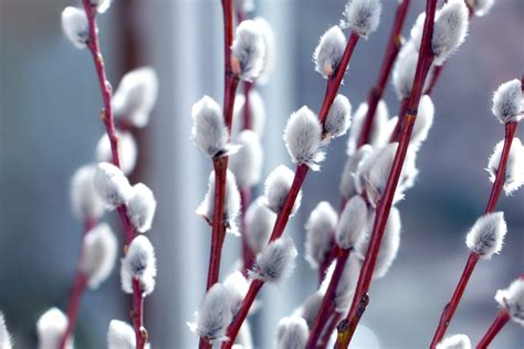 French Pussy Willow Salix Caprea 6 12 Rooted Cutting Cold Stream Farm