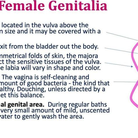 External Female Genitalia Download Scientific Diagram