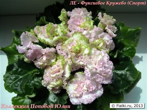 Midnight Twist, Playful Spectrum, Ness' Orange Pekoe, ЛЕ - Есения, ЛЕ ...