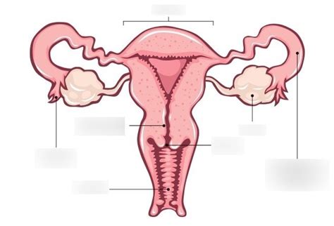 Diagrams Female Reproductive 1 Diagram Quizlet