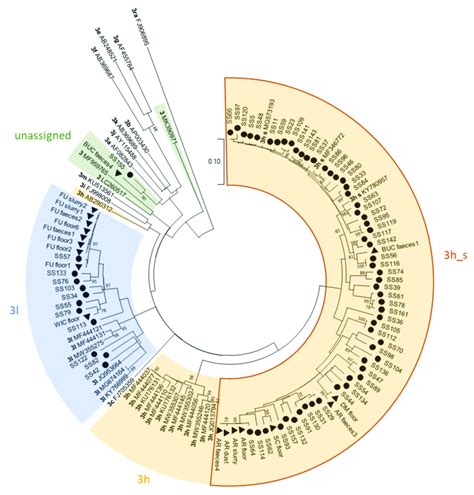 Phylogenetic Tree Based On Partial Hev Orf2 Sequences With A Length Of