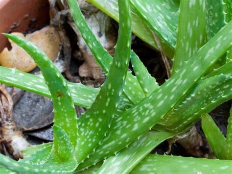 How To Save Overwatered Aloe Plant Garden Tips 2024 Northern Nester