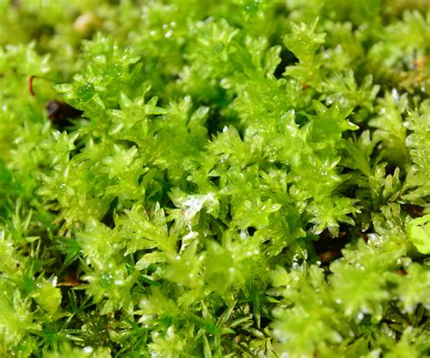 Types of moss: 5 versatile evergreen plants | Homes and Gardens