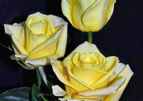 Роза Скайлайн — фото и описание сорта с отзывами