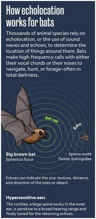 Echolocation: what goes around comes around - Optimize IAS