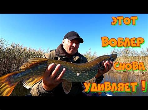 Этот ВОБЛЕР не ПРОПУСТИТ ни одна ЩУКА ! Ловля щуки ВОБЛЕРАМИ осенью ...