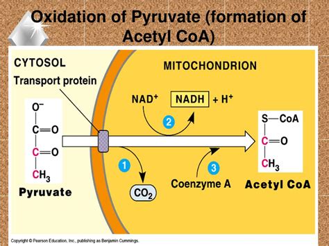 Ppt Chapter 9 Cellular Respiration Harvesting Chemical Energy