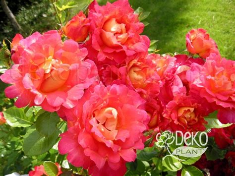 Роза Decor Arlequin (Декор Арлекин) - Почвопокровные - Саженцы роз ...