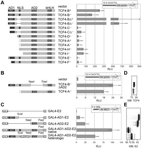 (A) Reporter assay with HEK293 cells transfected with firefly ...