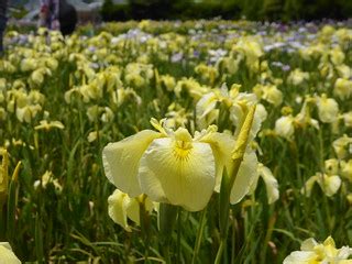 kawazu iris garden iris pseud flickr