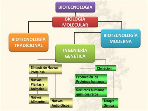 Biotecnologia Y Los Ogm Mapa Conceptual De Biotecnologia Images