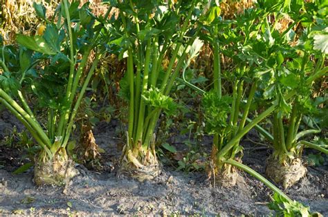 How to Plant, Grow, and Harvest Celeriac - Harvest to Table