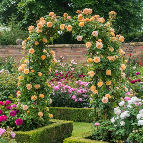 Climbing Roses David Austin Roses