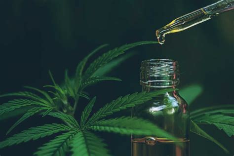 Quels Sont Les Effets Du Cbd Bienfaits Risques Et Recommandations