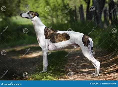 Greyhound Stock Photos - Image: 2347063