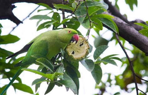 Premium Photo Rose Ringed Parakeet