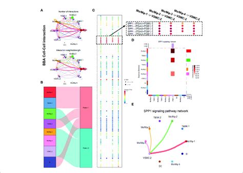 Intracellular Analysis Between Vascular Smooth Muscle Cells VSMCs