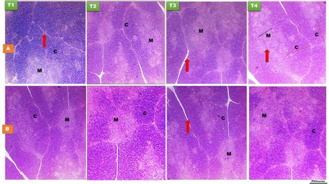 Histological Structure Of Thymus Gland At Day 14 A And Day 28 B Of